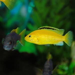 Yellow Lab - (Labidochromis caeruleus) Discount Popular