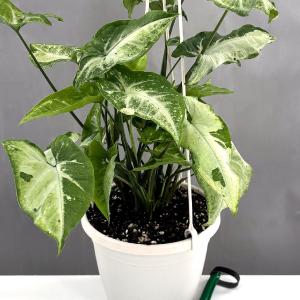 Syngonium Green Freckles 2025 Online