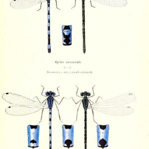 British dragonflies (Odonata)London,L.U. Gill,1900. | Dragon-flies "Great Britain" Odonata  | Vintage Print Reproduction 463734 Footlocker Pictures Cheap Online
