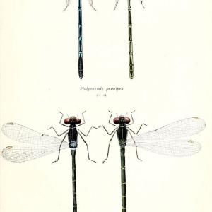 British dragonflies (Odonata)London,L.U. Gill,1900. | Dragon-flies "Great Britain" Odonata  | Vintage Print Reproduction 463729 Cheap Sale Reliable