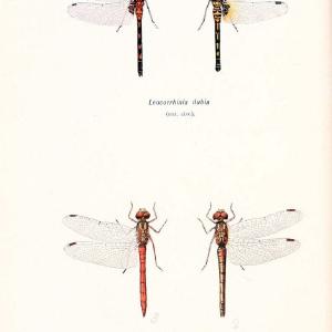 British dragonflies (Odonata)London,L.U. Gill,1900. | Dragon-flies "Great Britain" Odonata  | Vintage Print Reproduction 463735 Outlet Low Shipping Fee