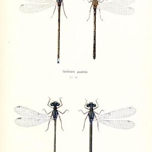 British dragonflies (Odonata)London,L.U. Gill,1900. | Dragon-flies "Great Britain" Odonata  | Vintage Print Reproduction 463731 Cheap Discounts