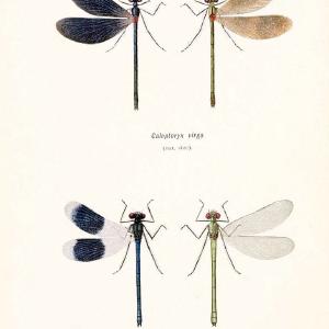 British dragonflies (Odonata)London,L.U. Gill,1900. | Dragon-flies "Great Britain" Odonata  | Vintage Print Reproduction 463727 Cheap Online Online