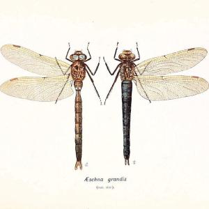 British dragonflies (Odonata)London,L.U. Gill,1900. | Dragon-flies "Great Britain" Odonata  | Vintage Print Reproduction 463725 Extremely For Sale