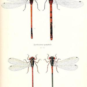 British dragonflies (Odonata)London,L.U. Gill,1900. | Dragon-flies "Great Britain" Odonata  | Vintage Print Reproduction 463730 Free Shipping Inexpensive
