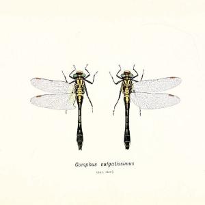 British dragonflies (Odonata)London,L.U. Gill,1900. | Dragon-flies "Great Britain" Odonata  | Vintage Print Reproduction 463717 Cheap Sale Pay With Paypal