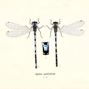 British dragonflies (Odonata)London,L.U. Gill,1900. | Dragon-flies "Great Britain" Odonata  | Vintage Print Reproduction 463732 Discount Fashion Style