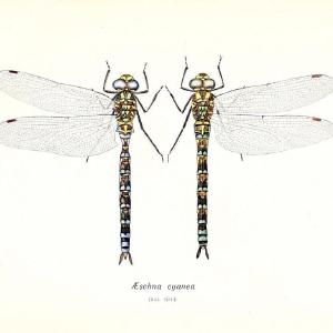 British dragonflies (Odonata)London,L.U. Gill,1900. | Dragon-flies "Great Britain" Odonata  | Vintage Print Reproduction 463724 Buy Cheap Manchester Great Sale