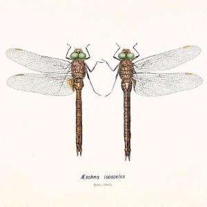 British dragonflies (Odonata)London,L.U. Gill,1900. | Dragon-flies "Great Britain" Odonata  | Vintage Print Reproduction 463726 Footlocker Pictures Cheap Online