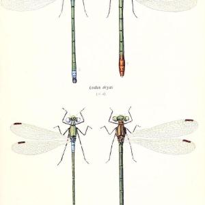British dragonflies (Odonata)London,L.U. Gill,1900. | Dragon-flies "Great Britain" Odonata  | Vintage Print Reproduction 463728 Top Quality Online