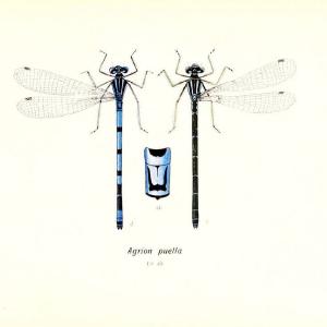 British dragonflies (Odonata)London,L.U. Gill,1900. | Dragon-flies "Great Britain" Odonata  | Vintage Print Reproduction 463733 Purchase Cheap Pice