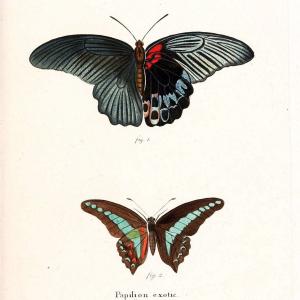 Die auslndischen Schmetterlinge in Abbildungen nach der Natur. v.2, platesErlangen :im | Butterflies Lepidoptera "Pictorial works"  | Vintage Print Reproduction 471254 Online Online For Sale