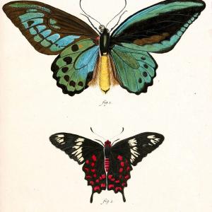 Die auslndischen Schmetterlinge in Abbildungen nach der Natur. v.2, platesErlangen :im | Butterflies Lepidoptera "Pictorial works"  | Vintage Print Reproduction 471247 Cheap Very Cheap