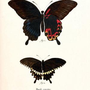 Die auslndischen Schmetterlinge in Abbildungen nach der Natur. v.2, platesErlangen :im | Butterflies Lepidoptera "Pictorial works"  | Vintage Print Reproduction 471250 Cheap Sale Ebay