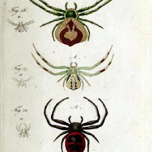 Die Arachniden. bd.1-4 (1831), plates 1-144Nrnberg :In der C. H. Zeh'schen Buchhandlung,1831-1848. | Arachnida arachnid  | Vintage Print Reproduction 471160 Sale Online Cheap