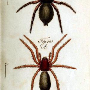 Die Arachniden. bd.1-4 (1831), plates 1-144Nrnberg :In der C. H. Zeh'schen Buchhandlung,1831-1848. | Arachnida arachnid  | Vintage Print Reproduction 471235 Cheap Sale Wiki