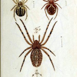 Die Arachniden. bd.1-4 (1831), plates 1-144Nrnberg :In der C. H. Zeh'schen Buchhandlung,1831-1848. | Arachnida arachnid  | Vintage Print Reproduction 471238 Store Sale Online