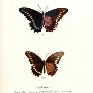 Die auslndischen Schmetterlinge in Abbildungen nach der Natur. v.2, platesErlangen :im | Butterflies Lepidoptera "Pictorial works"  | Vintage Print Reproduction 471253 With Credit Card Cheap Online