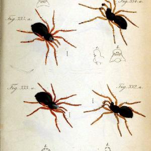 Die Arachniden. bd.1-4 (1831), plates 1-144Nrnberg :In der C. H. Zeh'schen Buchhandlung,1831-1848. | Arachnida arachnid  | Vintage Print Reproduction 471203 Outlet Store For Sale