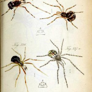 Die Arachniden. bd.1-4 (1831), plates 1-144Nrnberg :In der C. H. Zeh'schen Buchhandlung,1831-1848. | Arachnida arachnid  | Vintage Print Reproduction 471201 Clearance Get To Buy
