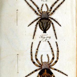 Die Arachniden. bd.1-4 (1831), plates 1-144Nrnberg :In der C. H. Zeh'schen Buchhandlung,1831-1848. | Arachnida arachnid  | Vintage Print Reproduction 471239 Manchester