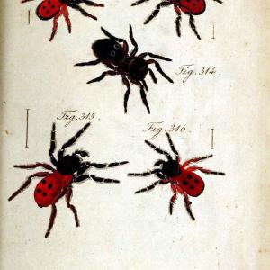 Die Arachniden. bd.1-4 (1831), plates 1-144Nrnberg :In der C. H. Zeh'schen Buchhandlung,1831-1848. | Arachnida arachnid  | Vintage Print Reproduction 471198 For Sale Sale Online