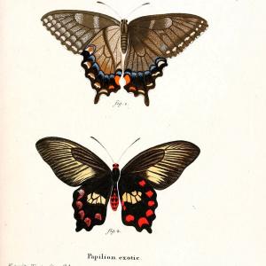 Die auslndischen Schmetterlinge in Abbildungen nach der Natur. v.2, platesErlangen :im | Butterflies Lepidoptera "Pictorial works"  | Vintage Print Reproduction 471251 Visit New