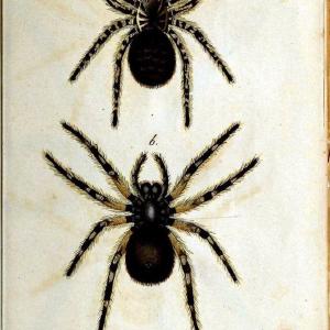 Die Arachniden. bd.1-4 (1831), plates 1-144Nrnberg :In der C. H. Zeh'schen Buchhandlung,1831-1848. | Arachnida arachnid  | Vintage Print Reproduction 471217 Clearance Websites