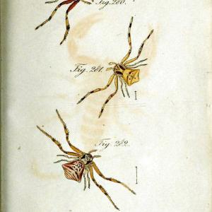 Die Arachniden. bd.1-4 (1831), plates 1-144Nrnberg :In der C. H. Zeh'schen Buchhandlung,1831-1848. | Arachnida arachnid  | Vintage Print Reproduction 471181 Sale Geniue Stockist