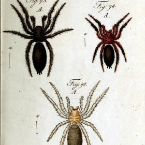 Die Arachniden. bd.1-4 (1831), plates 1-144Nrnberg :In der C. H. Zeh'schen Buchhandlung,1831-1848. | Arachnida arachnid  | Vintage Print Reproduction 471230 Best Pices Sale Online