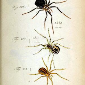 Die Arachniden. bd.1-4 (1831), plates 1-144Nrnberg :In der C. H. Zeh'schen Buchhandlung,1831-1848. | Arachnida arachnid  | Vintage Print Reproduction 471200 For Sale