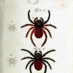 Die Arachniden. bd.1-4 (1831), plates 1-144Nrnberg :In der C. H. Zeh'schen Buchhandlung,1831-1848. | Arachnida arachnid  | Vintage Print Reproduction 471193 Order Online