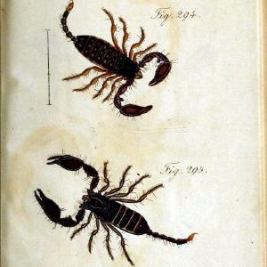 Die Arachniden. bd.1-4 (1831), plates 1-144Nrnberg :In der C. H. Zeh'schen Buchhandlung,1831-1848. | Arachnida arachnid  | Vintage Print Reproduction 471187 Sale High Quality