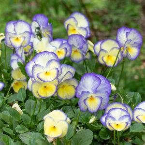 Viola 'Etain' - S1 Sale Online Cheap