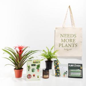 Ultimate Care Package: Pet Friendly Plants Outlet For You