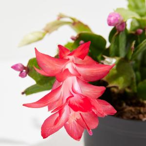 San Diego Stud Zygocactus Outlet Locations Cheap Pice