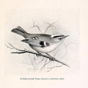 Birds beneficial to agriculture,.London,Printed by order of the Trustees of the British museum,1919.  | Birds  | Vintage Print Reproduction 462366 Buy Cheap Authentic