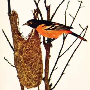 Birds and nature in natural colors. v.1.Chicago :A.W. Mumford, Publisher,1913-1914. | Birds "North America"  | Vintage Print Reproduction 462304 100% Authentic Cheap Online