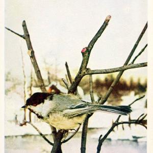 Birds and nature in natural colors. v.1.Chicago :A.W. Mumford, Publisher,1913-1914. | Birds "North America"  | Vintage Print Reproduction 462307 Cheap Factory Outlet