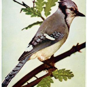 Birds and nature in natural colors. v.1.Chicago :A.W. Mumford, Publisher,1913-1914. | Birds "North America"  | Vintage Print Reproduction 462310 100% Original Online