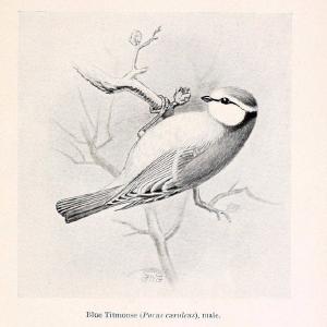 Birds beneficial to agriculture,.London,Printed by order of the Trustees of the British museum,1919.  | Birds  | Vintage Print Reproduction 462365 Tumblr Cheap Online