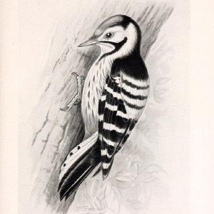 Birds beneficial to agriculture,.London,Printed by order of the Trustees of the British museum,1919.  | Birds  | Vintage Print Reproduction 462356 Outlet 2025 New