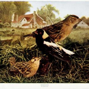 Birds and nature in natural colors. v.1.Chicago :A.W. Mumford, Publisher,1913-1914. | Birds "North America"  | Vintage Print Reproduction 462308 Amazon Footaction