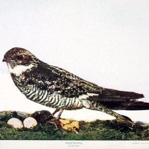 Birds and nature in natural colors. v.1.Chicago :A.W. Mumford, Publisher,1913-1914. | Birds "North America"  | Vintage Print Reproduction 462301 For Nice Cheap Online