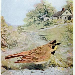 Birds and nature in natural colors. v.1.Chicago :A.W. Mumford, Publisher,1913-1914. | Birds "North America"  | Vintage Print Reproduction 462309 Release Dates Sale Online