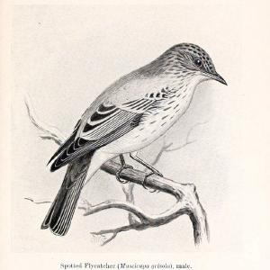 Birds beneficial to agriculture,.London,Printed by order of the Trustees of the British museum,1919.  | Birds  | Vintage Print Reproduction 462358 Lowest Pice