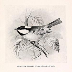 Birds beneficial to agriculture,.London,Printed by order of the Trustees of the British museum,1919.  | Birds  | Vintage Print Reproduction 462364 Cheap Nicekicks