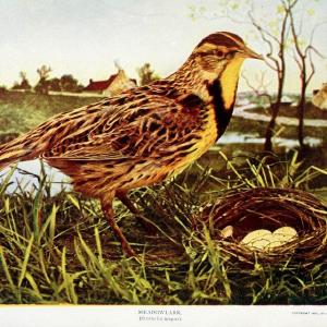 Birds and nature in natural colors. v.1.Chicago :A.W. Mumford, Publisher,1913-1914. | Birds "North America"  | Vintage Print Reproduction 462281 2025 Cheap Pice