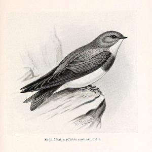 Birds beneficial to agriculture,.London,Printed by order of the Trustees of the British museum,1919.  | Birds  | Vintage Print Reproduction 462357 Footlocker Online