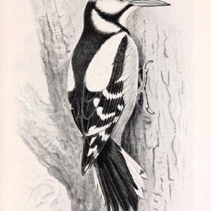 Birds beneficial to agriculture,.London,Printed by order of the Trustees of the British museum,1919.  | Birds  | Vintage Print Reproduction 462355 Sale Extremely